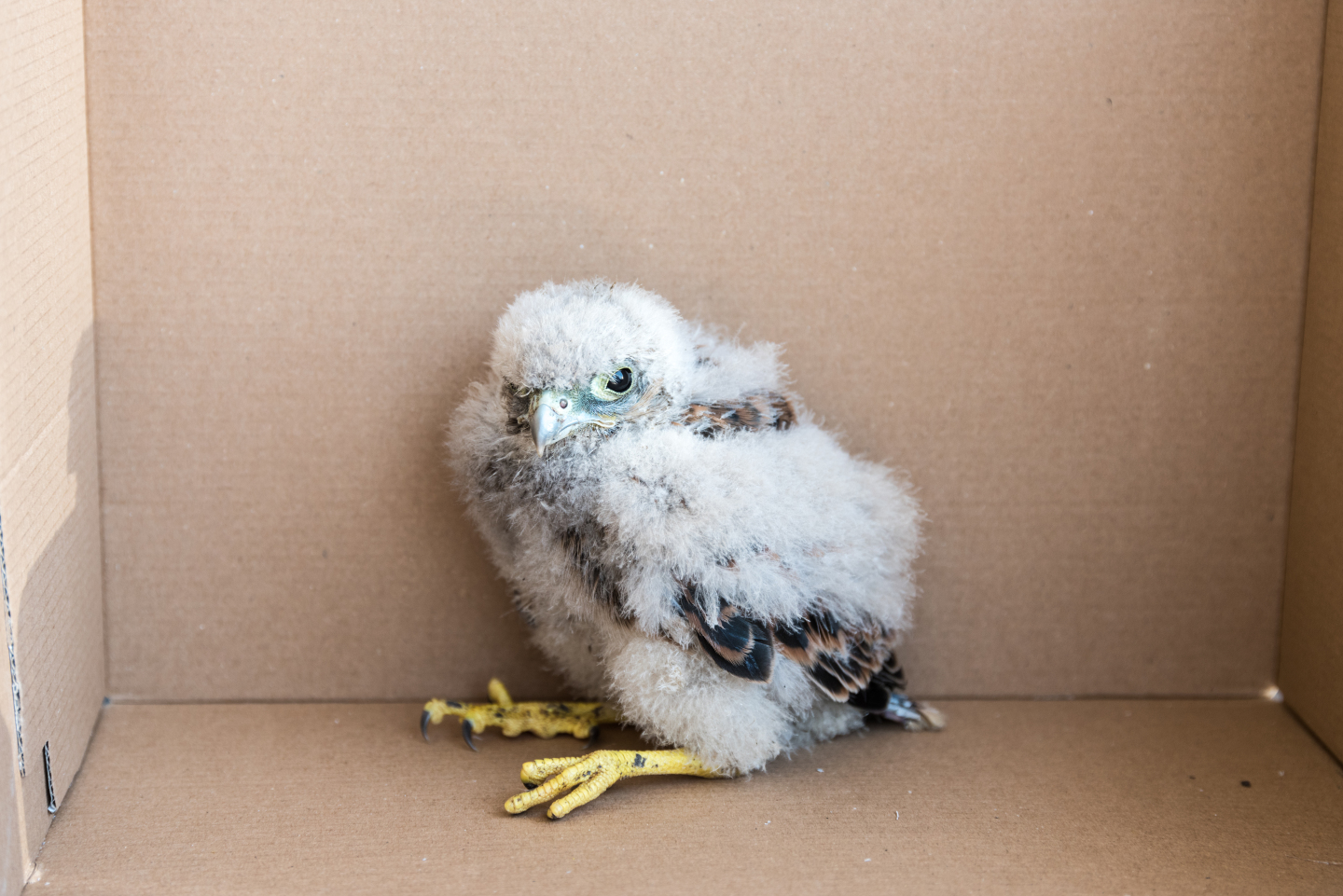 Baby falcon rescued on CERN site